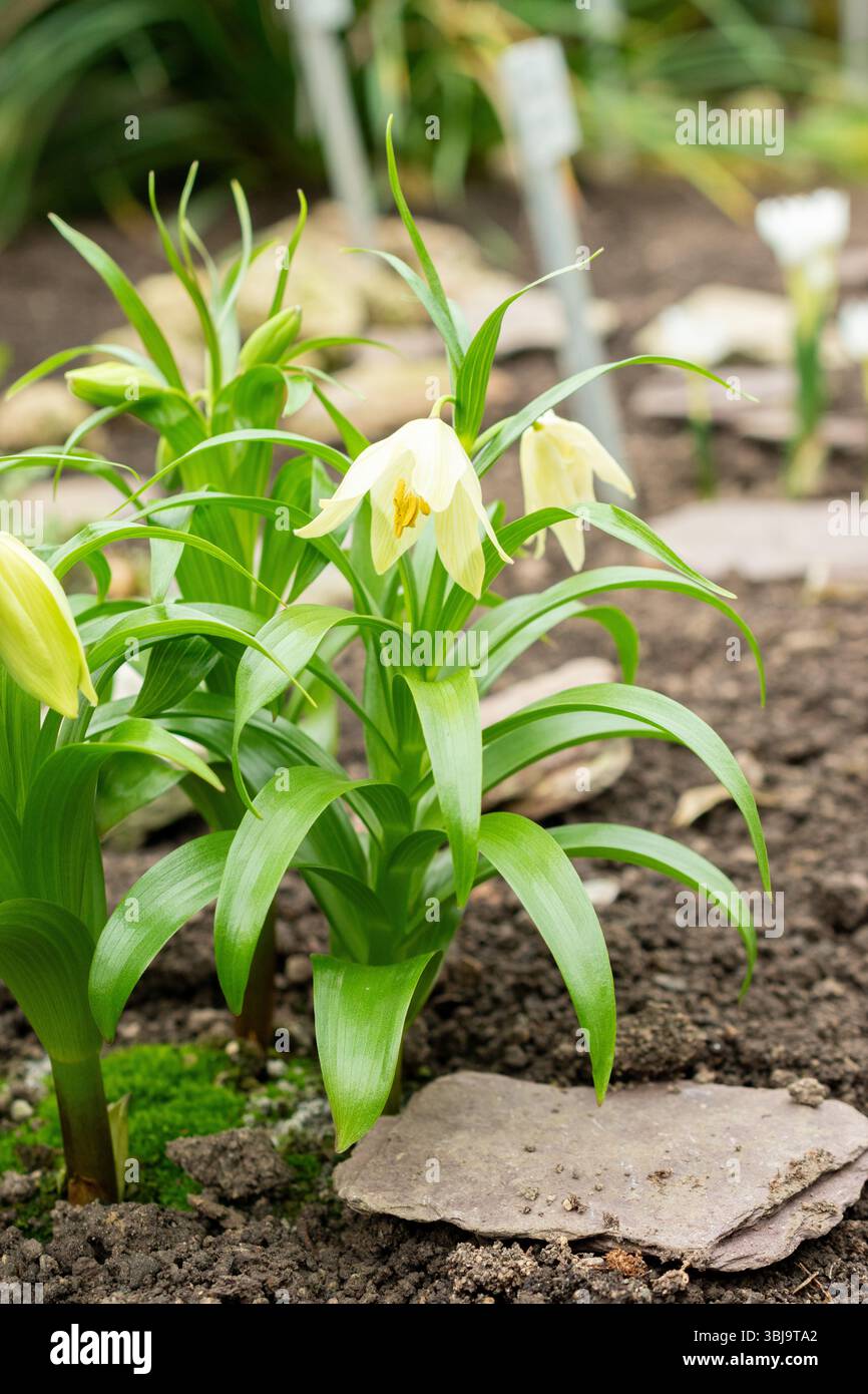 San Gallo, Svizzera, 20 febbraio 2025 pianta Fritillaria Raddeana presso l'orto botanico Foto Stock