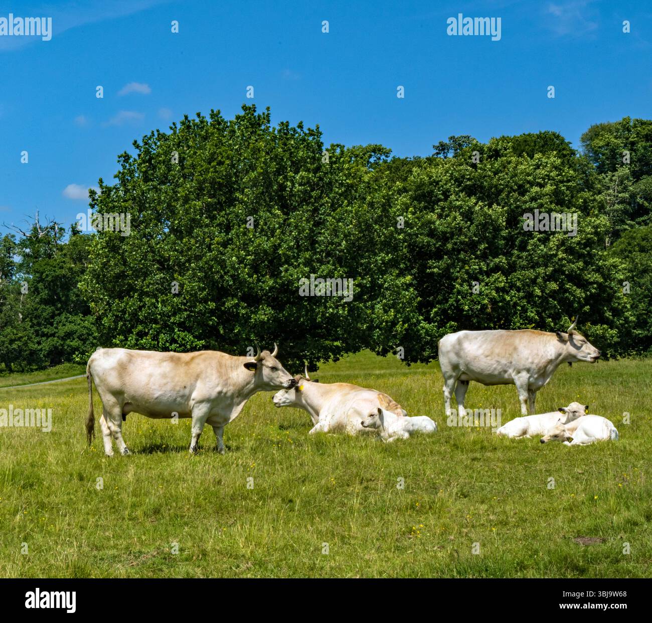 Mucca e vitello di White Park Foto Stock