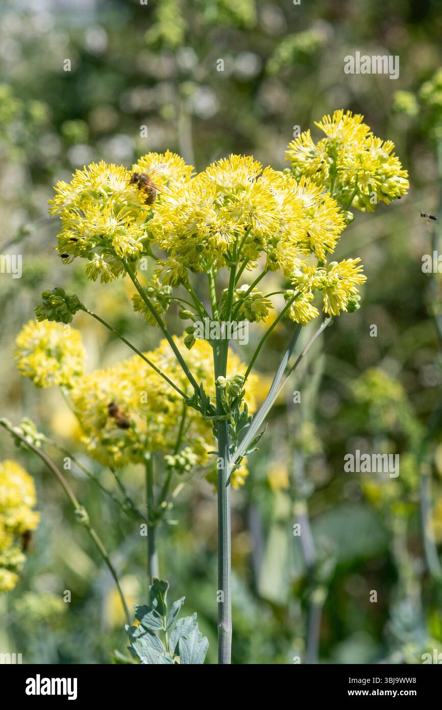 Thalictrum speciocissimum, una specie di prato-rue, una pianta alta con fiori gialli a giugno o in estate, Inghilterra, Regno Unito Foto Stock