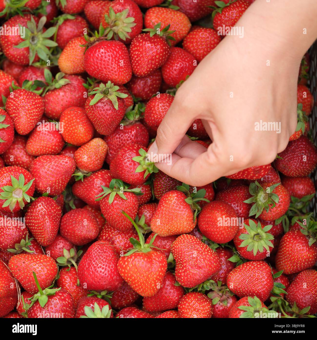 Una donna che prende una fragola da un grande mucchio di fragole biologiche appena raccolte. Primo piano. Foto Stock
