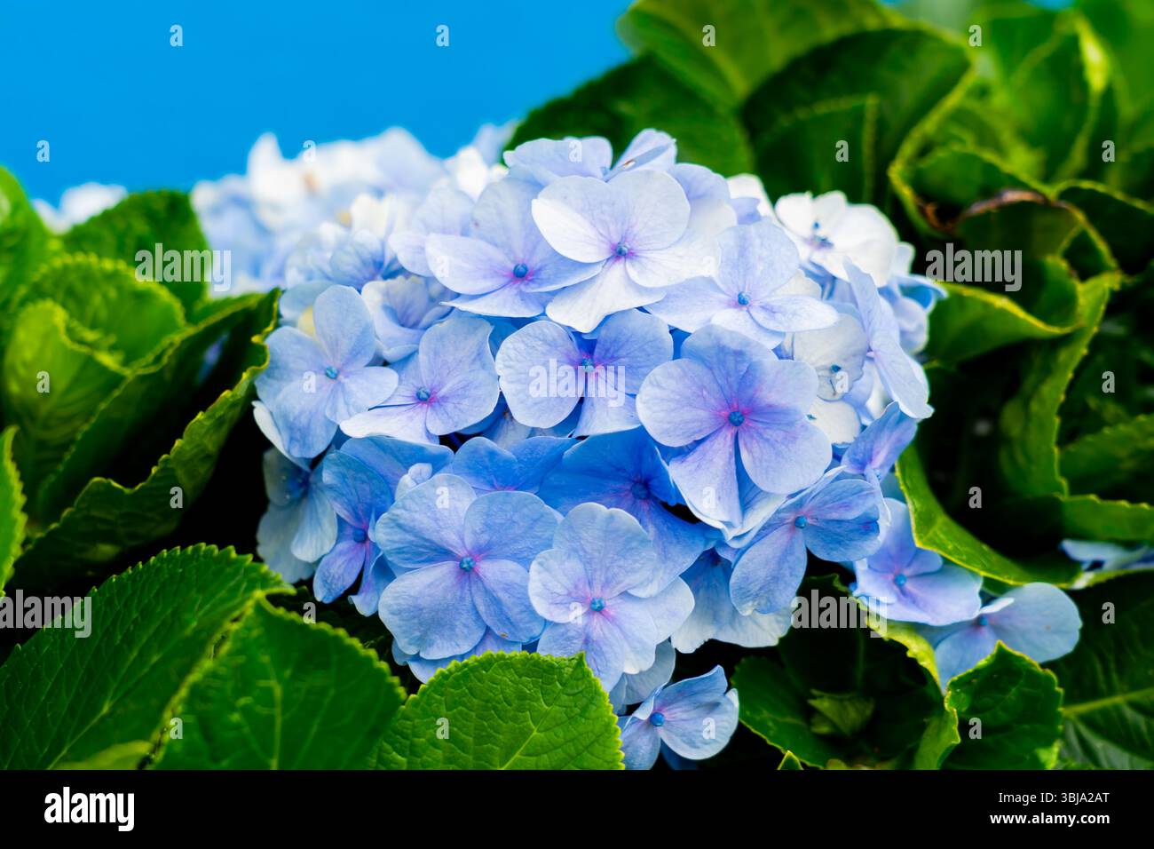 Un fiore blu di Hydrangea macrophylla che fiorisce sull'arbusto delle Azzorre. Primo piano. Foto Stock