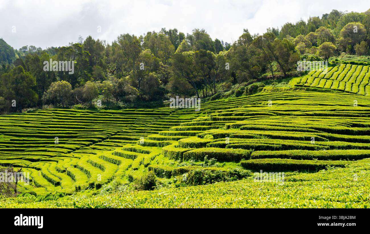 Vista delle piantagioni di tè di Cha Gorreana sull'isola di Sao Miguel, Azzorre Portogallo. Foto Stock