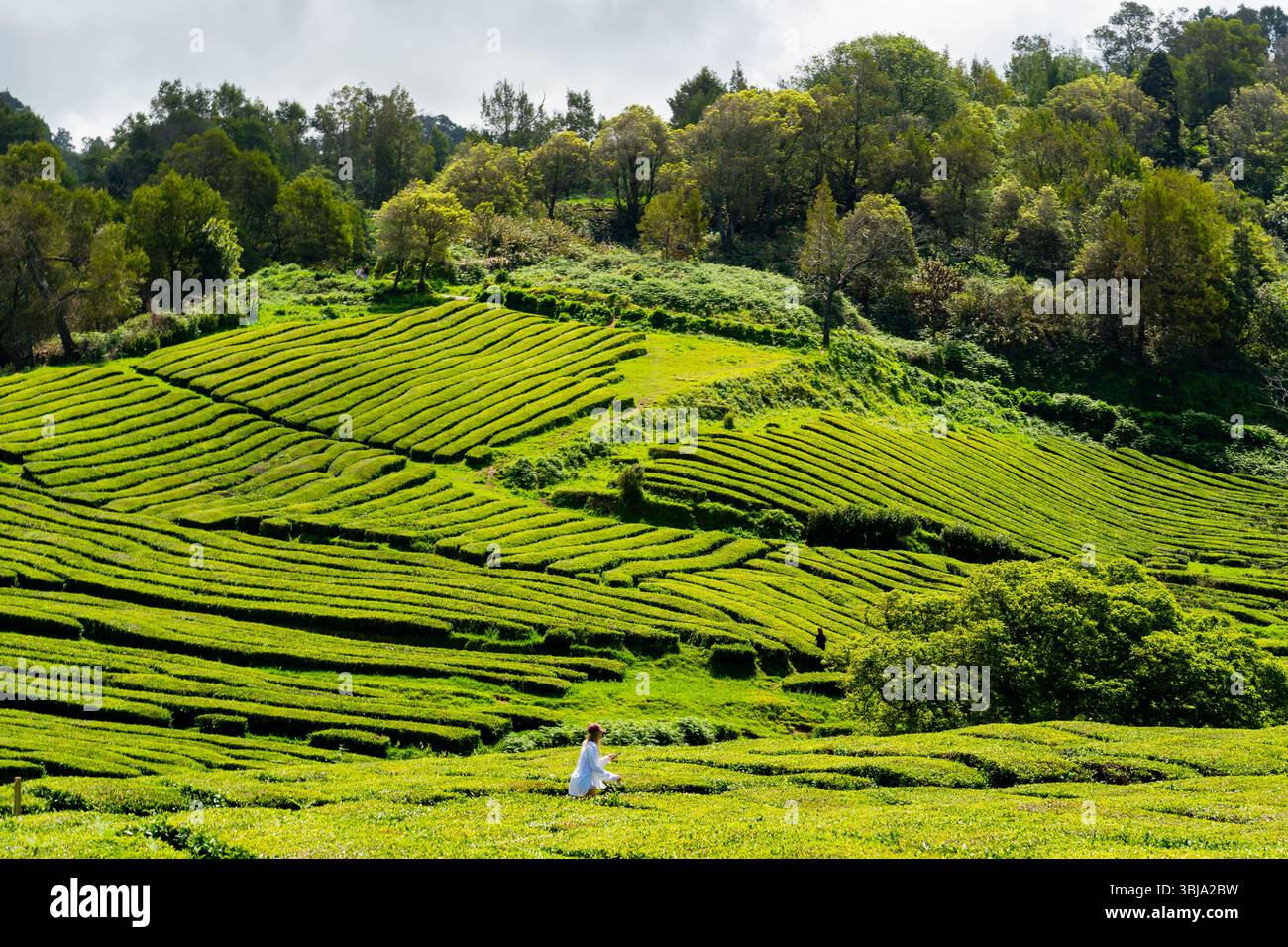 Vista delle piantagioni di tè di Cha Gorreana sull'isola di Sao Miguel, Azzorre Portogallo. Foto Stock