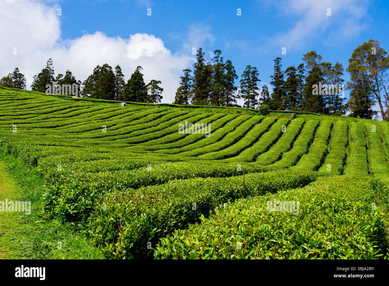 Vista delle piantagioni di tè di Cha Gorreana sull'isola di Sao Miguel, Azzorre Portogallo. Foto Stock