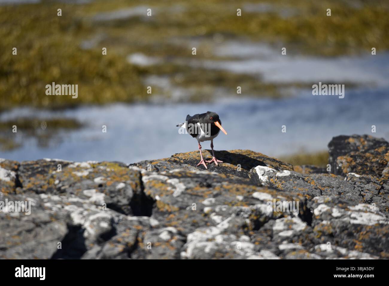 Oystercatcher eurasiatico (Haematopus ostralegus) rivolto con l'occhio sinistro sulla telecamera, in piedi sulle rocce costiere, piedi sparsi davanti, in Late Sun nel Regno Unito Foto Stock