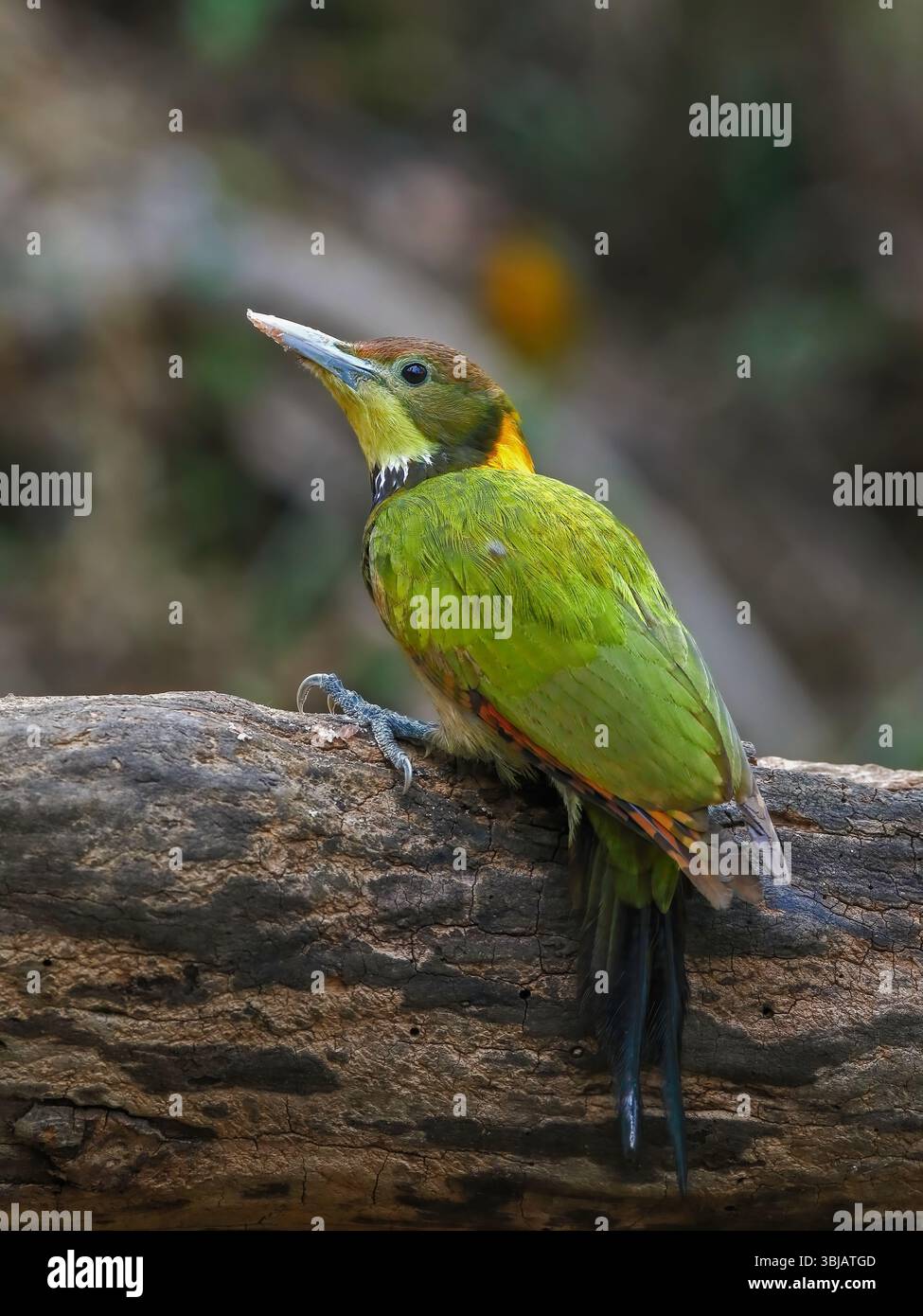 Lo Yellownape minore è un picchio che è un allevatore diffuso e comune nell'Asia tropicale e subtropicale, principalmente nel subcontinente indiano. Foto Stock