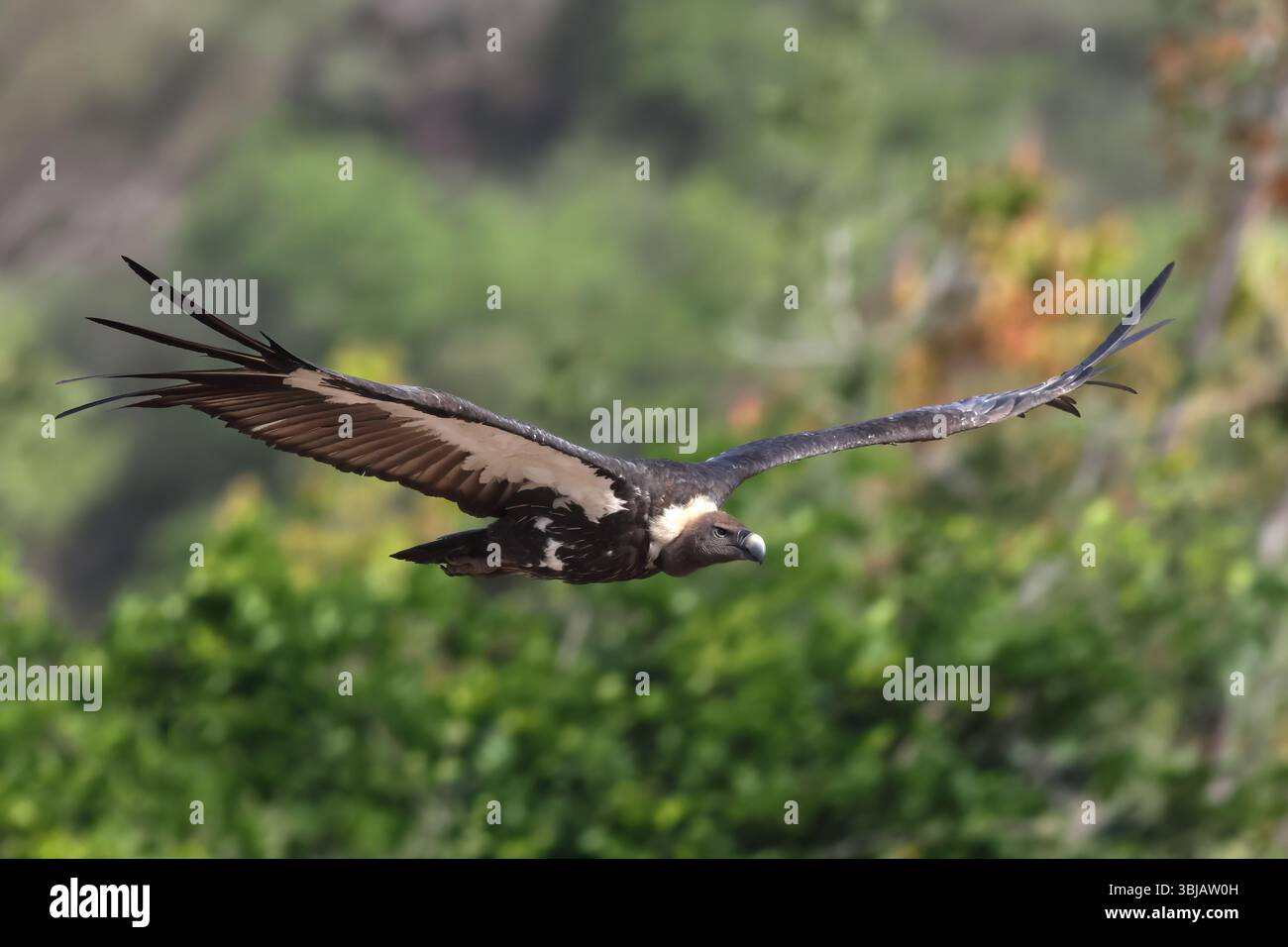 White-Rumped Vulture è un avvoltoio del Vecchio mondo originario del sud-est asiatico. È stato elencato come Critically Endangered nella lista rossa IUCN dal 2000. Foto Stock