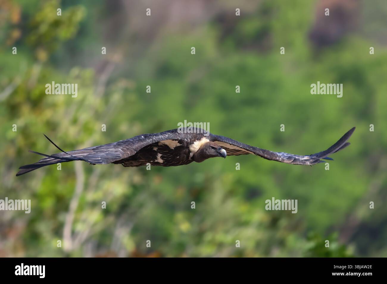 White-Rumped Vulture è un avvoltoio del Vecchio mondo originario del sud-est asiatico. È stato elencato come Critically Endangered nella lista rossa IUCN dal 2000. Foto Stock