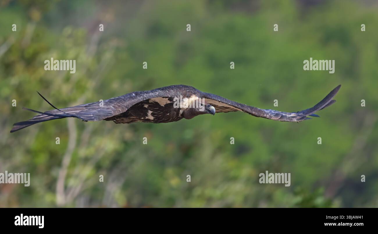 White-Rumped Vulture è un avvoltoio del Vecchio mondo originario del sud-est asiatico. È stato elencato come Critically Endangered nella lista rossa IUCN dal 2000. Foto Stock