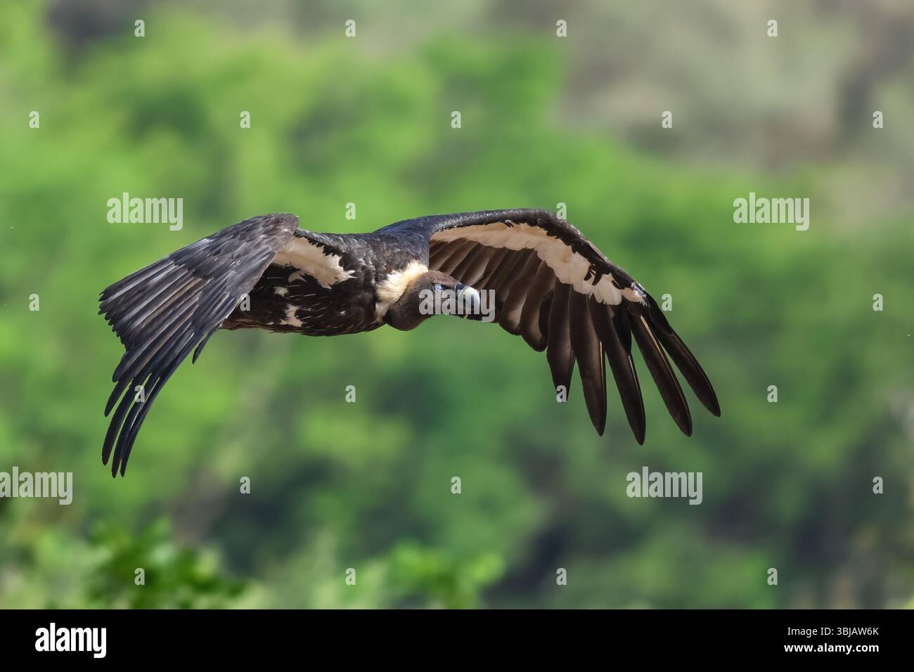 White-Rumped Vulture è un avvoltoio del Vecchio mondo originario del sud-est asiatico. È stato elencato come Critically Endangered nella lista rossa IUCN dal 2000. Foto Stock
