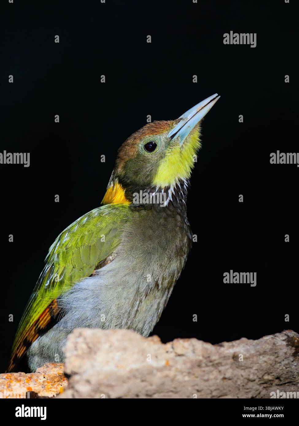 Lo Yellownape minore è un picchio che è un allevatore diffuso e comune nell'Asia tropicale e subtropicale, principalmente nel subcontinente indiano. Foto Stock