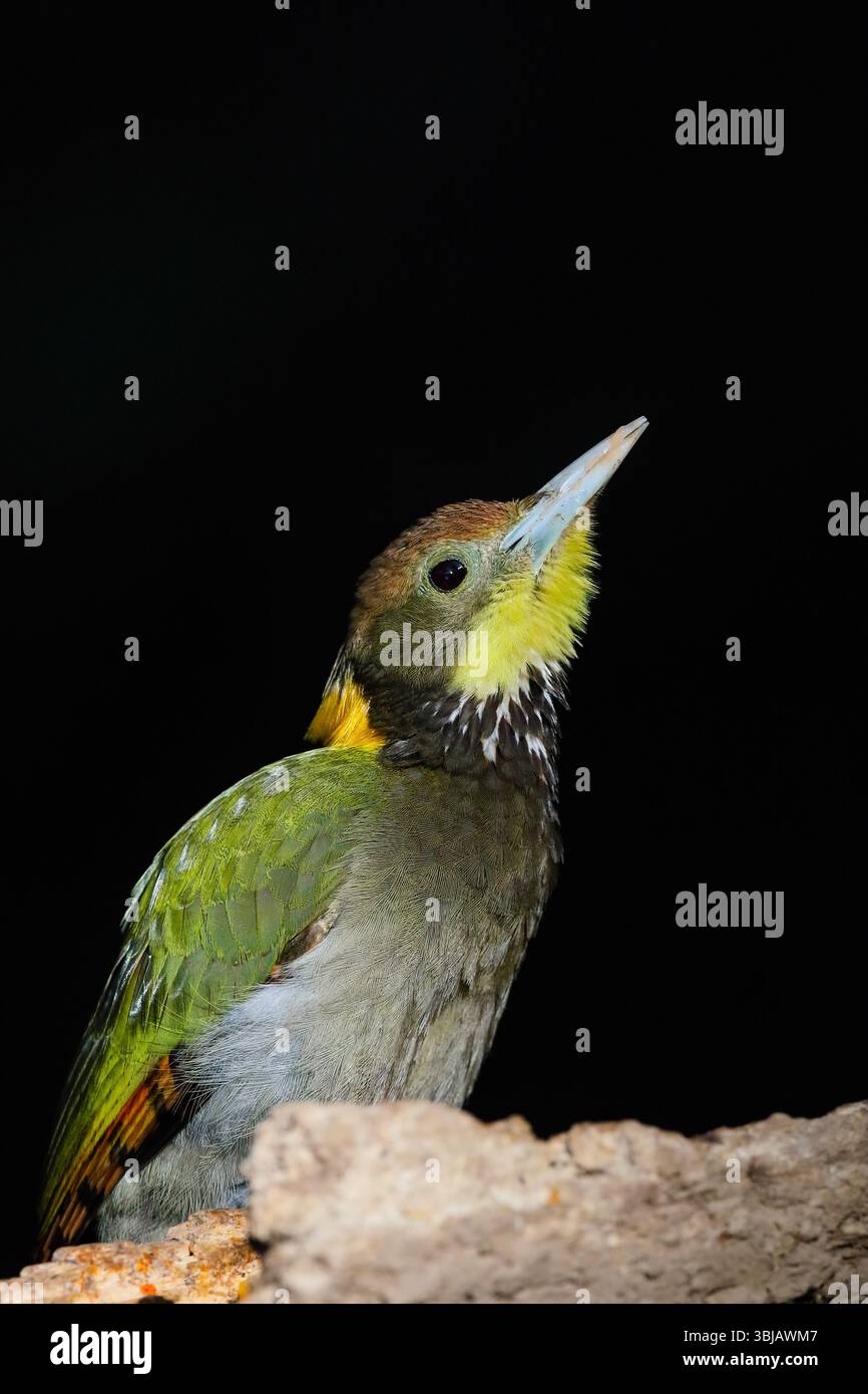 Lo Yellownape minore è un picchio che è un allevatore diffuso e comune nell'Asia tropicale e subtropicale, principalmente nel subcontinente indiano. Foto Stock