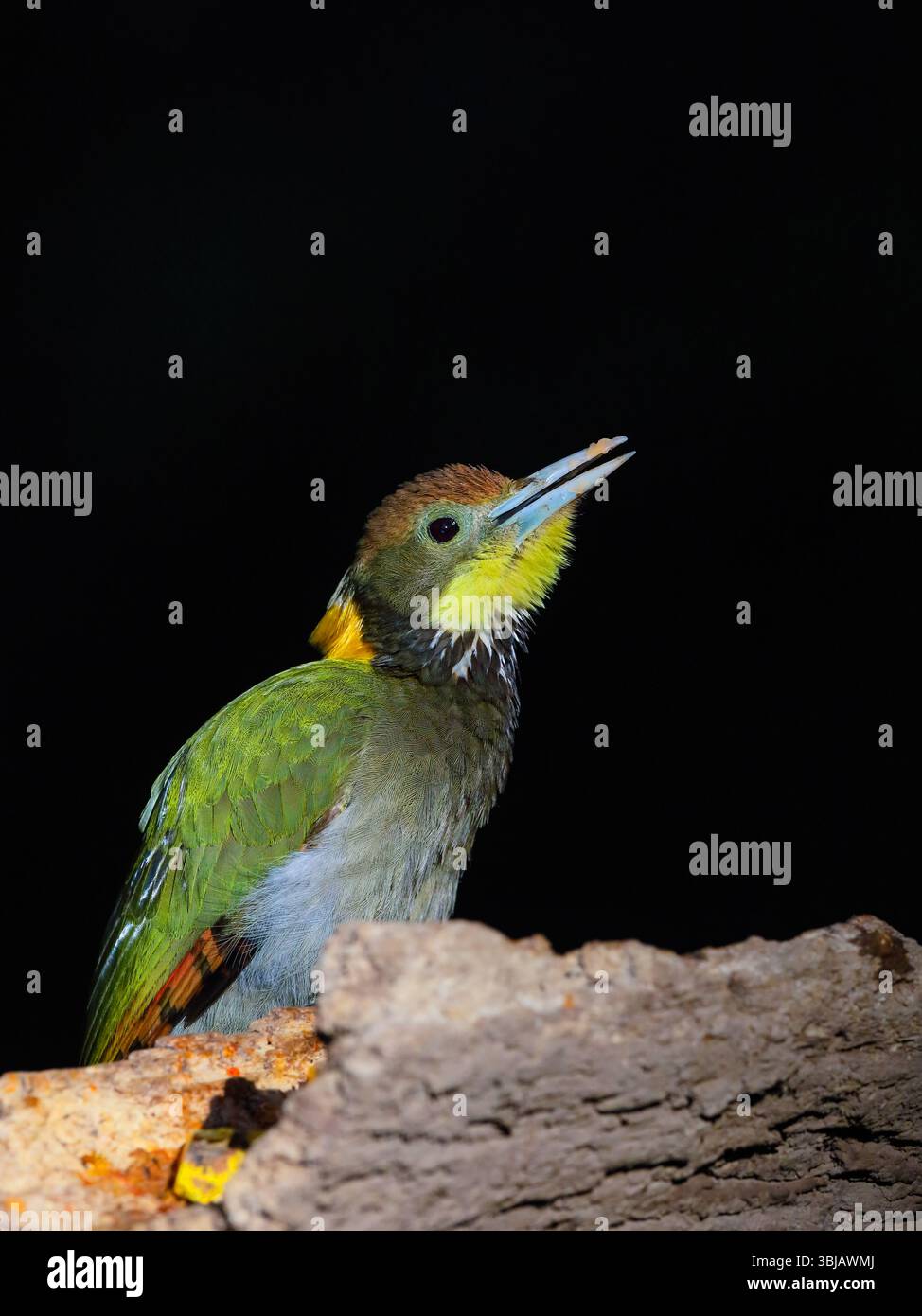 Lo Yellownape minore è un picchio che è un allevatore diffuso e comune nell'Asia tropicale e subtropicale, principalmente nel subcontinente indiano. Foto Stock