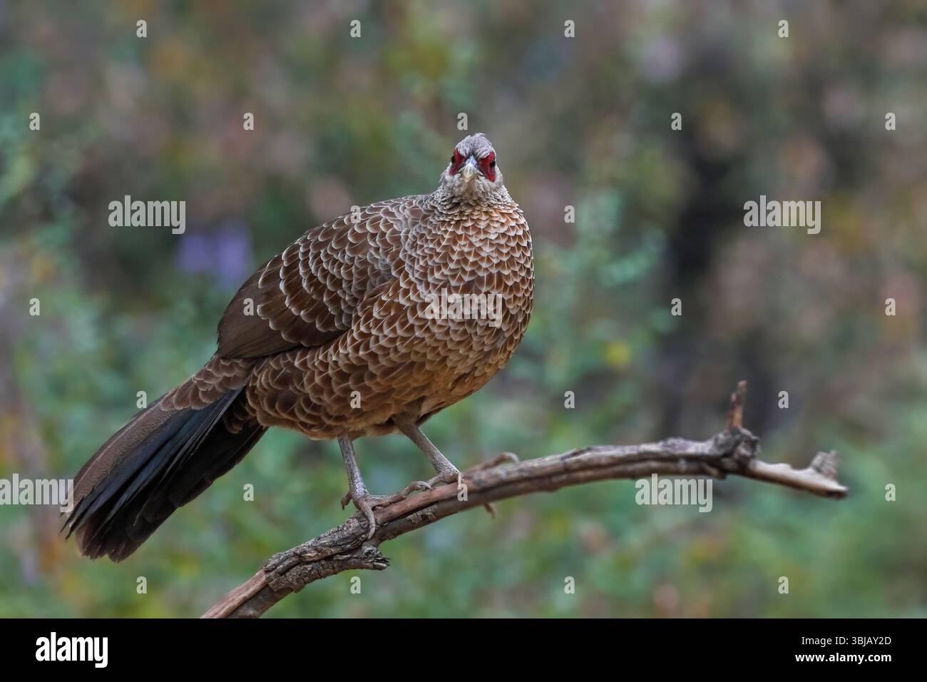 Kalij Pheasant, un fagiano che si trova nelle foreste e nei boschi, specialmente nelle colline pedemontane dell'Himalaya. I maschi sono piuttosto variabili mentre le femmine sono marroni. Foto Stock