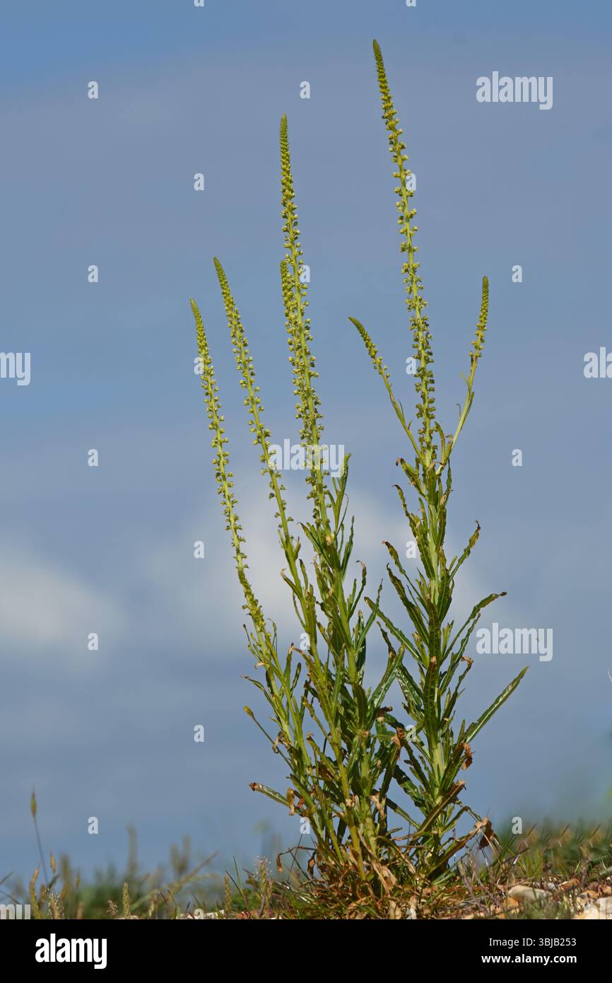 Fiori di saldatura gialli all'inizio dell'estate, noti anche come erbacce di Dyer o Reseda luteola UK May Foto Stock