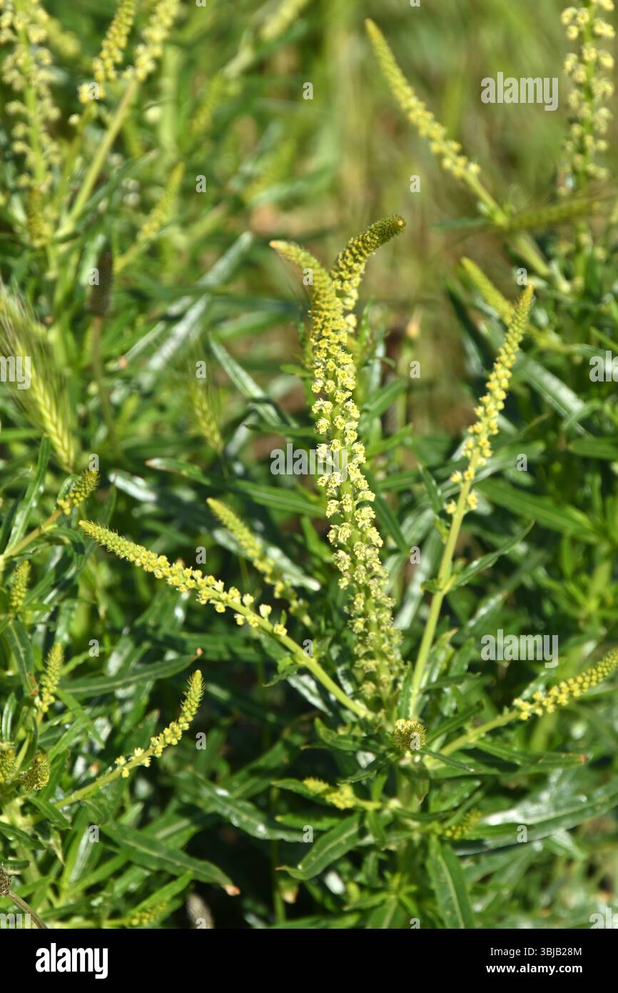 Fiori di saldatura gialli all'inizio dell'estate, noti anche come erbacce di Dyer o Reseda luteola UK May Foto Stock
