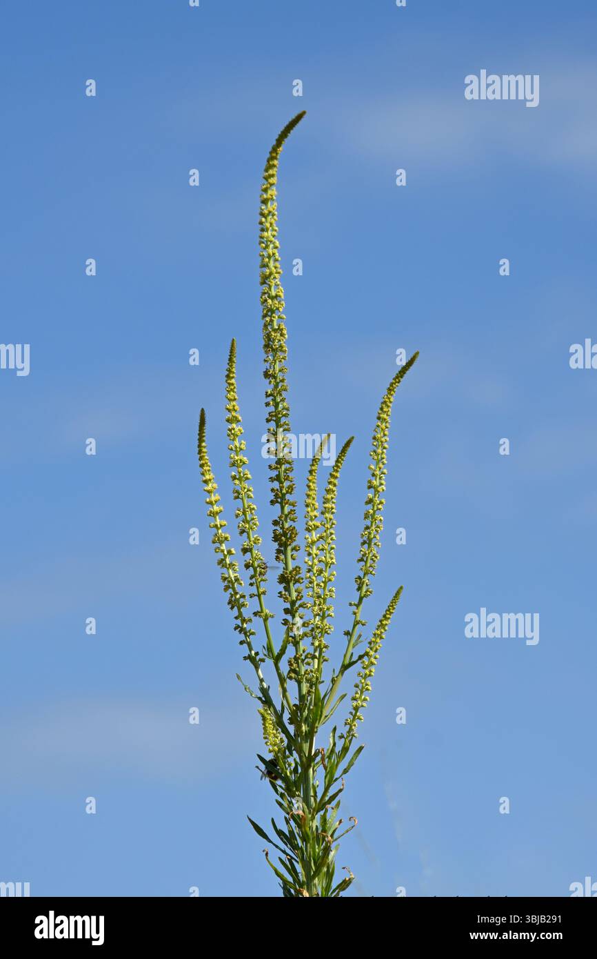 Fiori di saldatura gialli all'inizio dell'estate, noti anche come erbacce di Dyer o Reseda luteola UK May Foto Stock