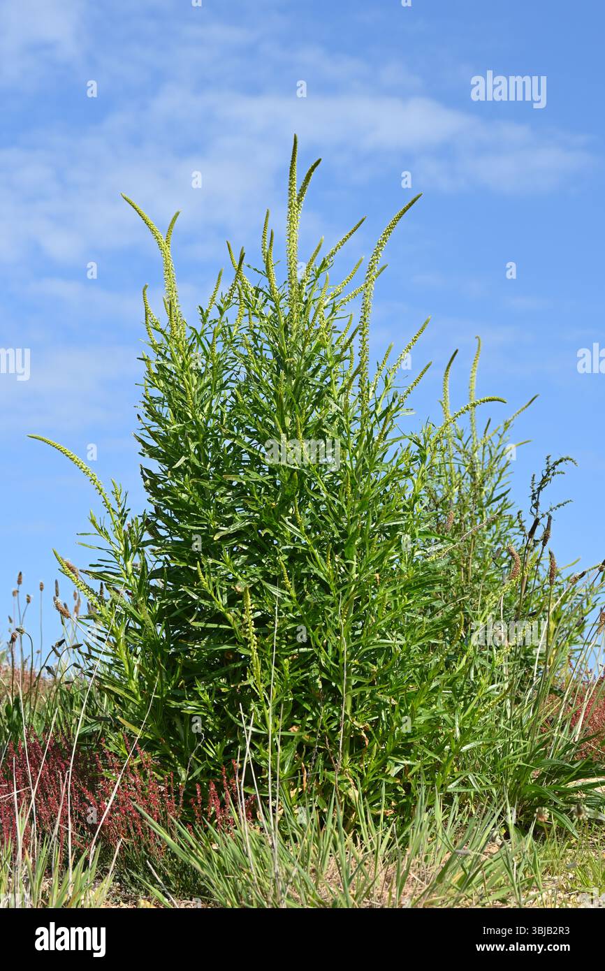 Fiori di saldatura gialli all'inizio dell'estate, noti anche come erbacce di Dyer o Reseda luteola UK May Foto Stock