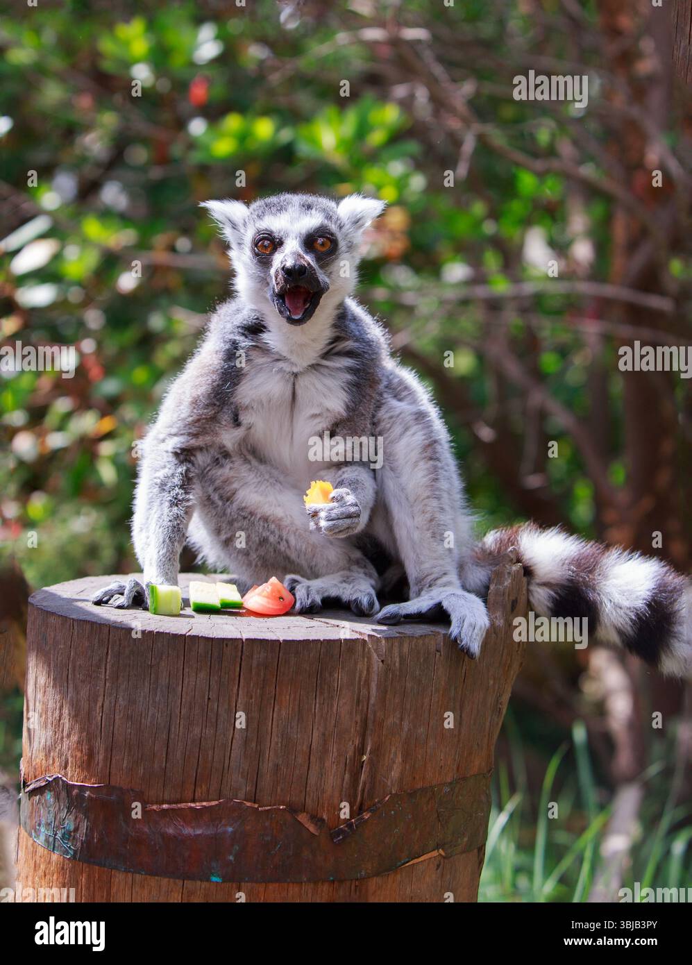 Lemur seduto su una botte di legno mangiando e guardando direttamente nella macchina fotografica con la bocca aperta su uno sfondo boscoso naturale Foto Stock