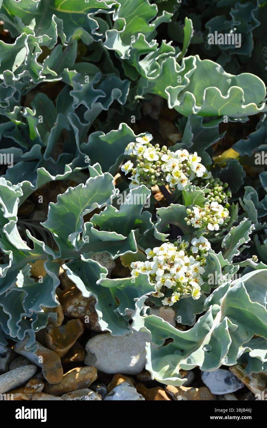 Fiori bianchi dell'inizio dell'estate e fogliame glaucoso di Crambe maritima/cavolo di mare fiori estivi profumati a maggio nel Regno Unito Foto Stock
