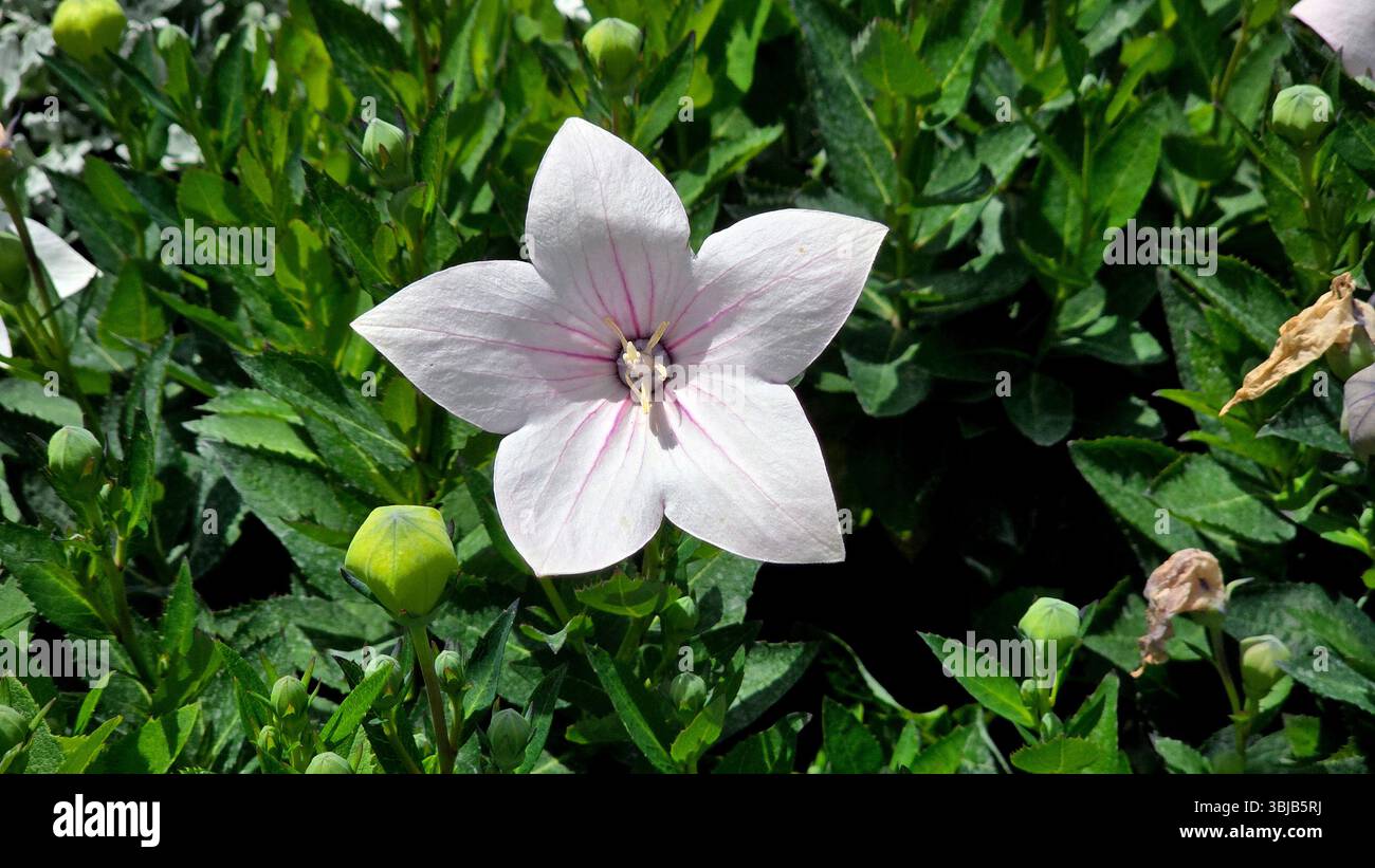 Il Platycodon grandiflorus, fiore a palloncino, mostra un fiore bianco a forma di stella con delicate venature rosa, circondato da boccioli verdi e appuntiti Foto Stock