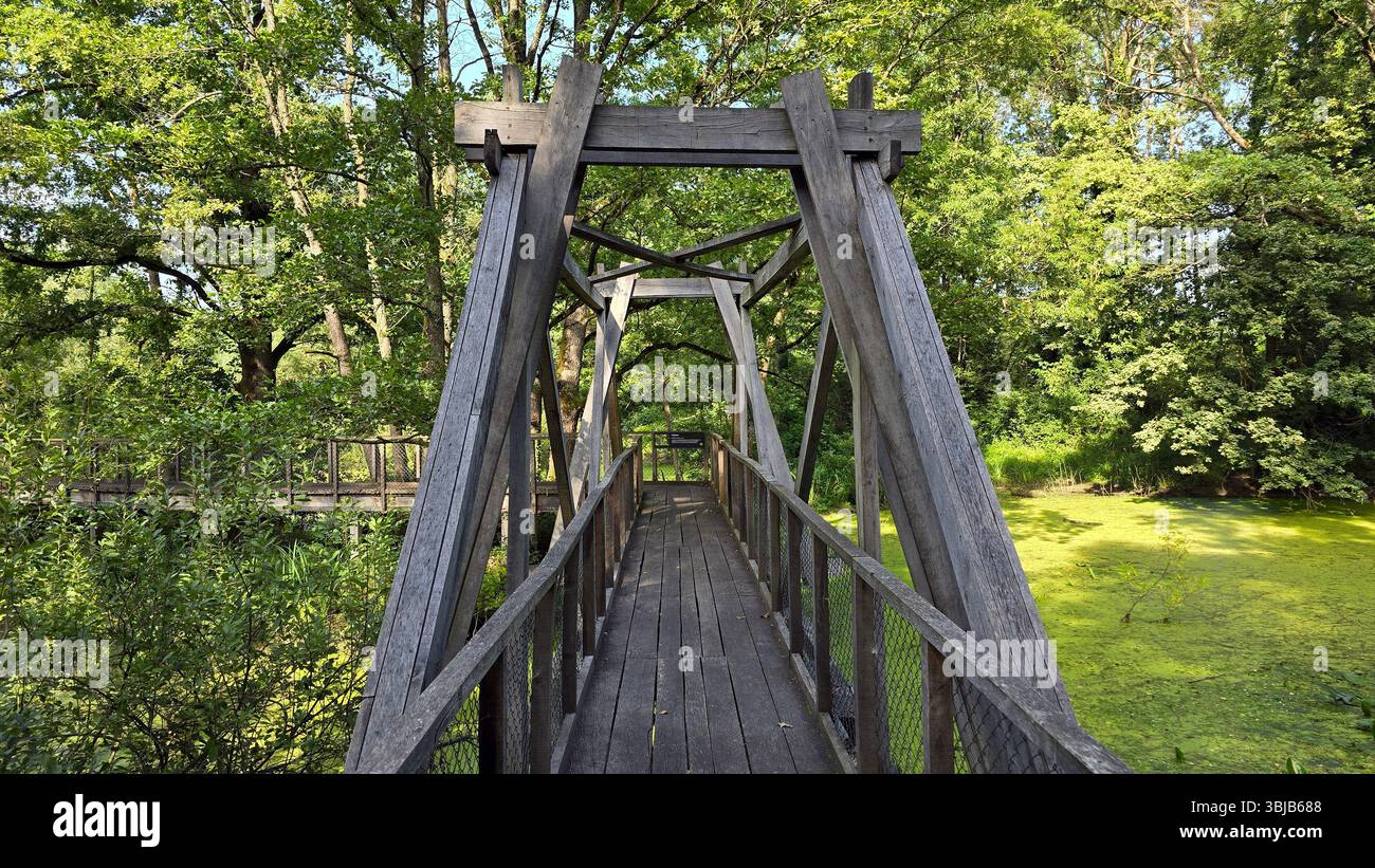 Robusta passerella in legno con sostegni geometrici a capriata e ringhiere a rete attraversa una verde zona umida, circondata da fitti alberi frondosi e acquatiche Foto Stock