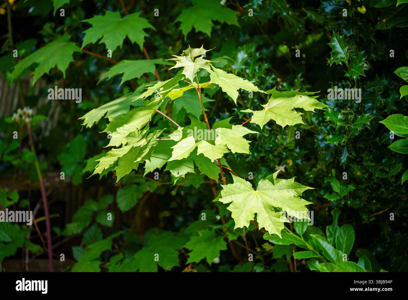 Foglie verdi a 5 lobi di un ramo d'albero di sicomoro (Acer pseudoplatanus) che cresce in un giardino nel Surrey, nel sud-est dell'Inghilterra all'inizio dell'estate Foto Stock