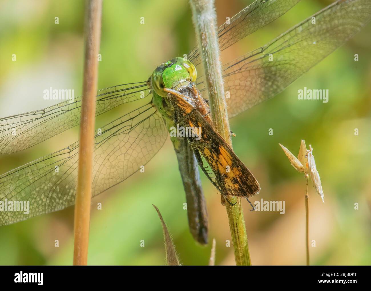 Preda femminile della Eastern Pondhawk Dragonfly e della Pearl Crescent Butterfly nel Washburn Memorial Park, Massachusetts Foto Stock
