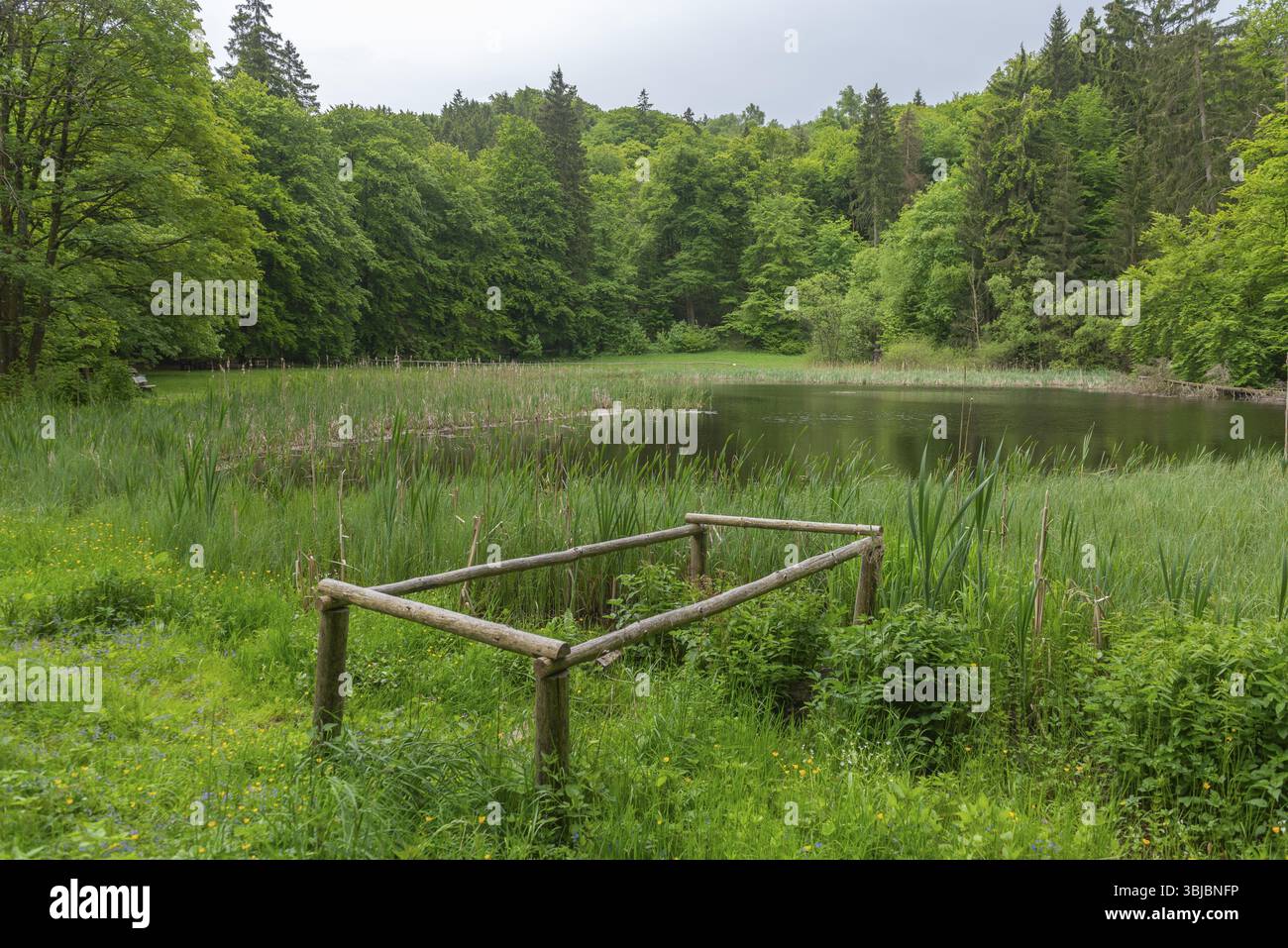 Frau Holle Pond nel parco naturale GEO Park Frau Holle Land am Meissner, bassa catena montuosa, figura leggendaria, casa della fiaba, la foresta di canne Ban Foto Stock