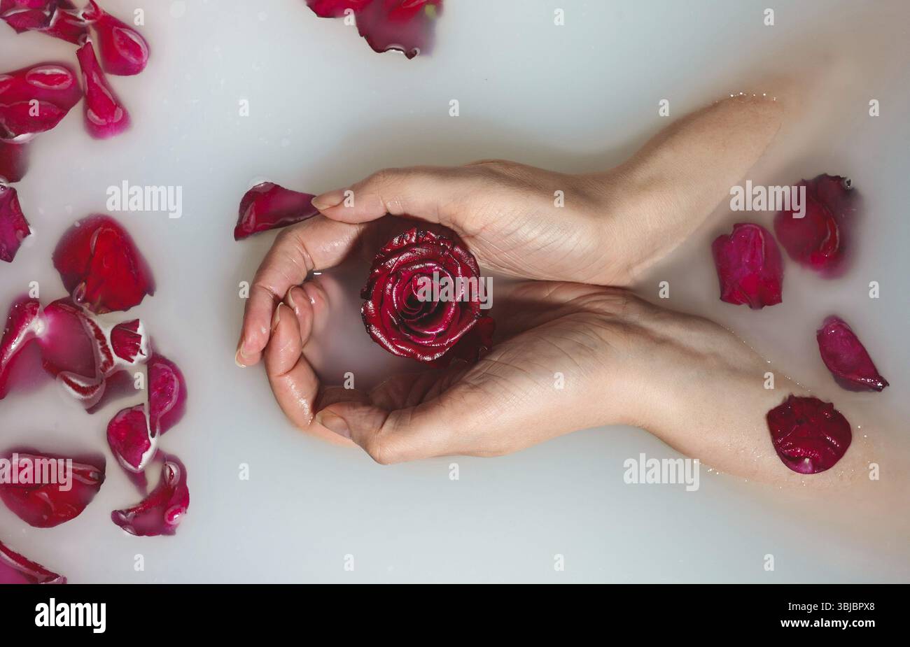 Donna con le mani che tiene la rosa rossa nella vasca da bagno con latte Foto Stock