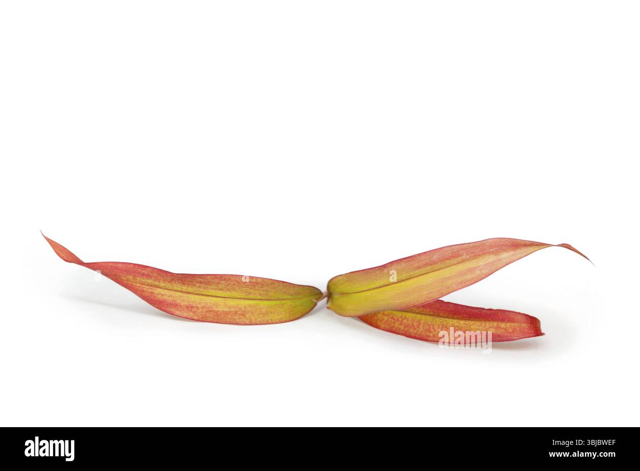 Cordyline fruticosa, pianta di buona fortuna, lili di palma o foglie di fuoco cinesi isolate su sfondo bianco. Pianta medicinale Foto Stock