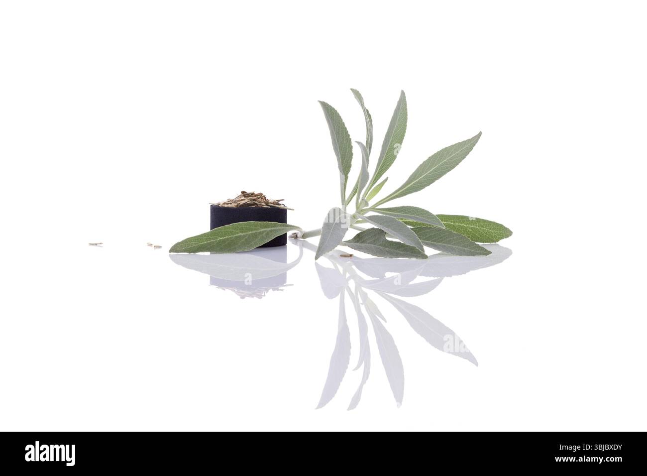 Fresco ramoscello di salvia bianco e carbone isolato su sfondo bianco. Cerimonia di purificazione. Sbavature. Salvia apiana Foto Stock