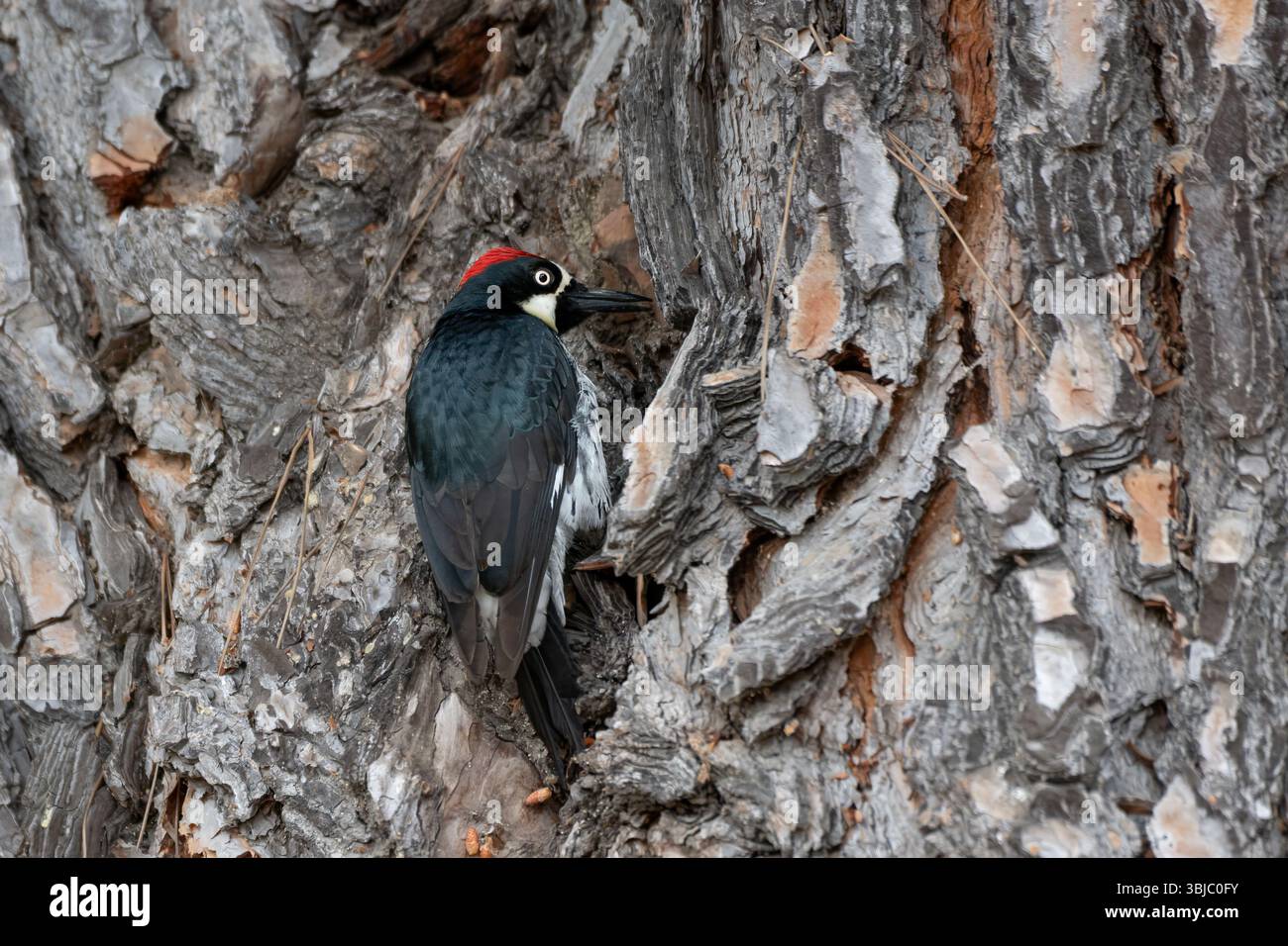 Il picchio di mais si aggrappa alla corteccia di quercia mentre si forgia per insetti nel tronco. Foto Stock