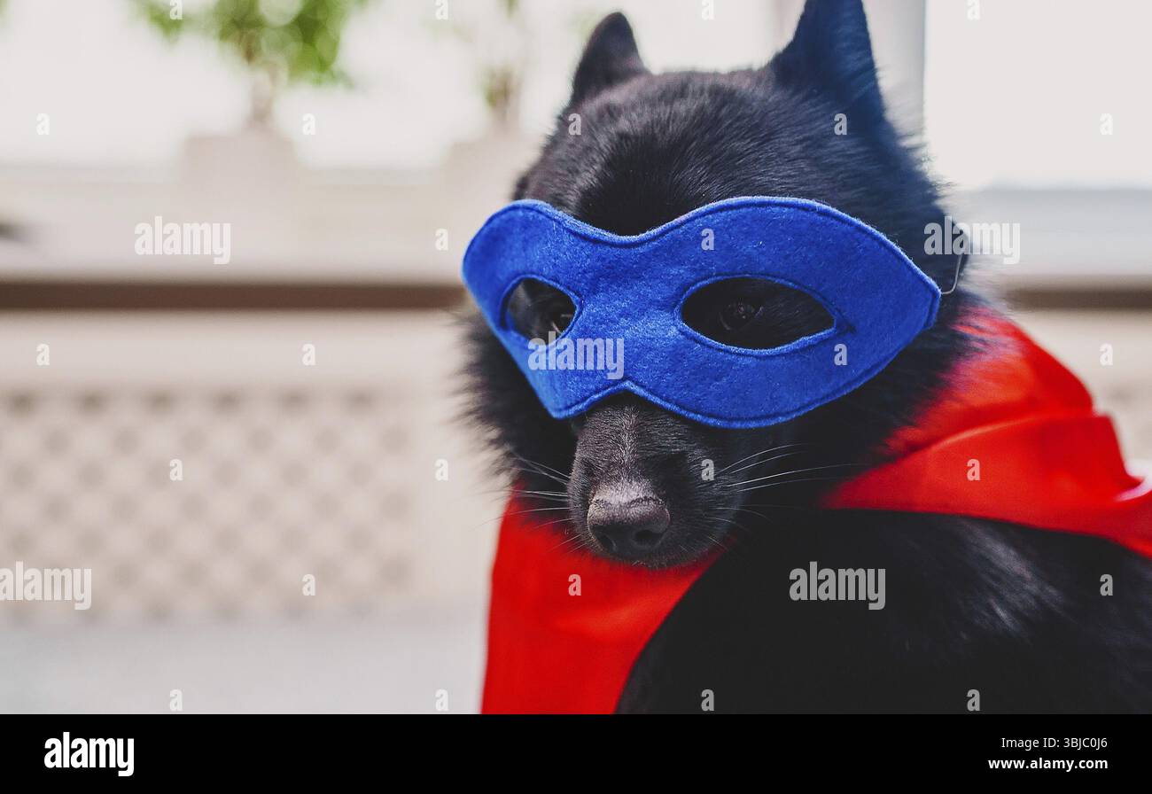 Schipperke super cane eroe che indossa una maschera Foto Stock
