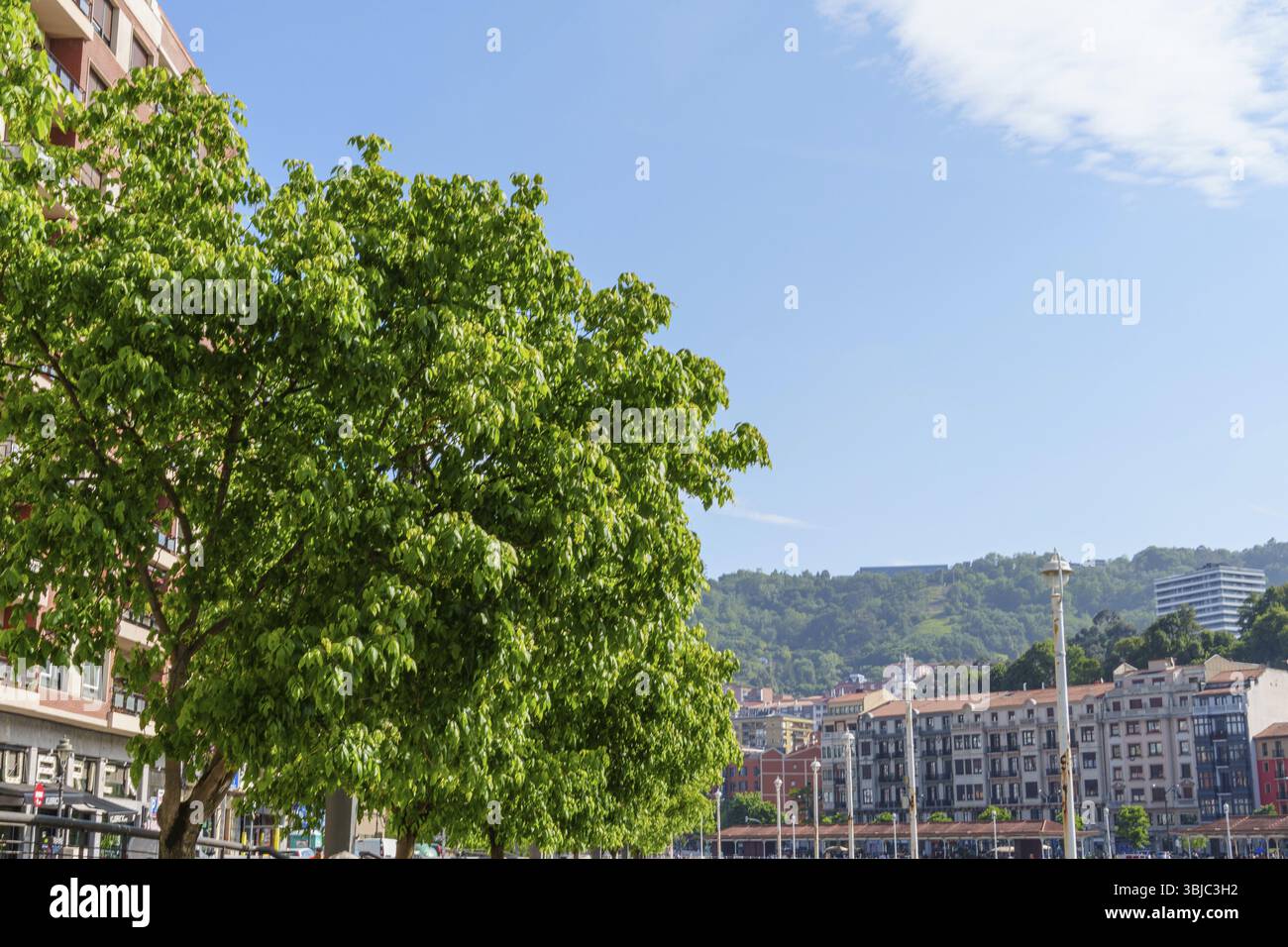 Albero verde vicino agli edifici urbani sotto un cielo limpido, Bilbao, Paesi Baschi, Spagna, Europa Foto Stock