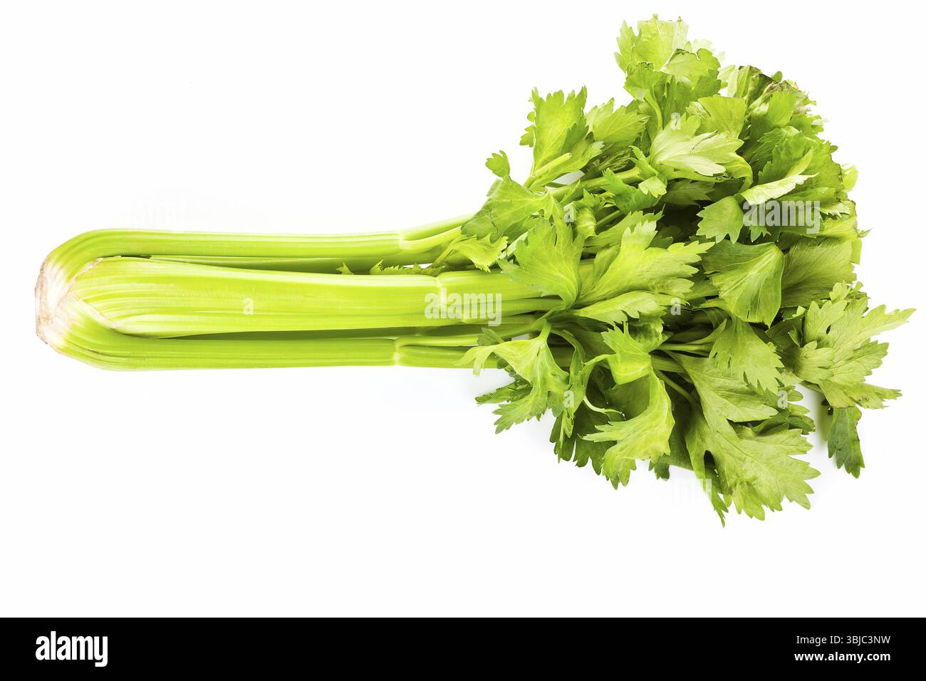Delizioso sedano sano isolato su sfondo bianco. Afrodisiaco naturale Foto Stock