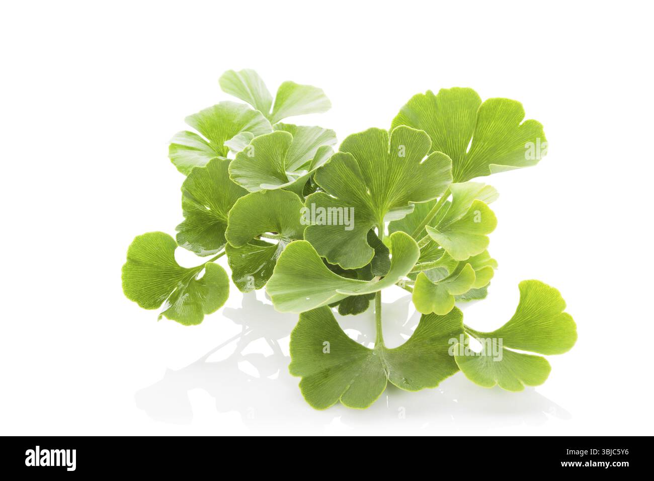 Mazzo di ginkgo biloba fresco isolato su sfondo bianco. Erbe medicinali alternative, potenziamento della memoria Foto Stock