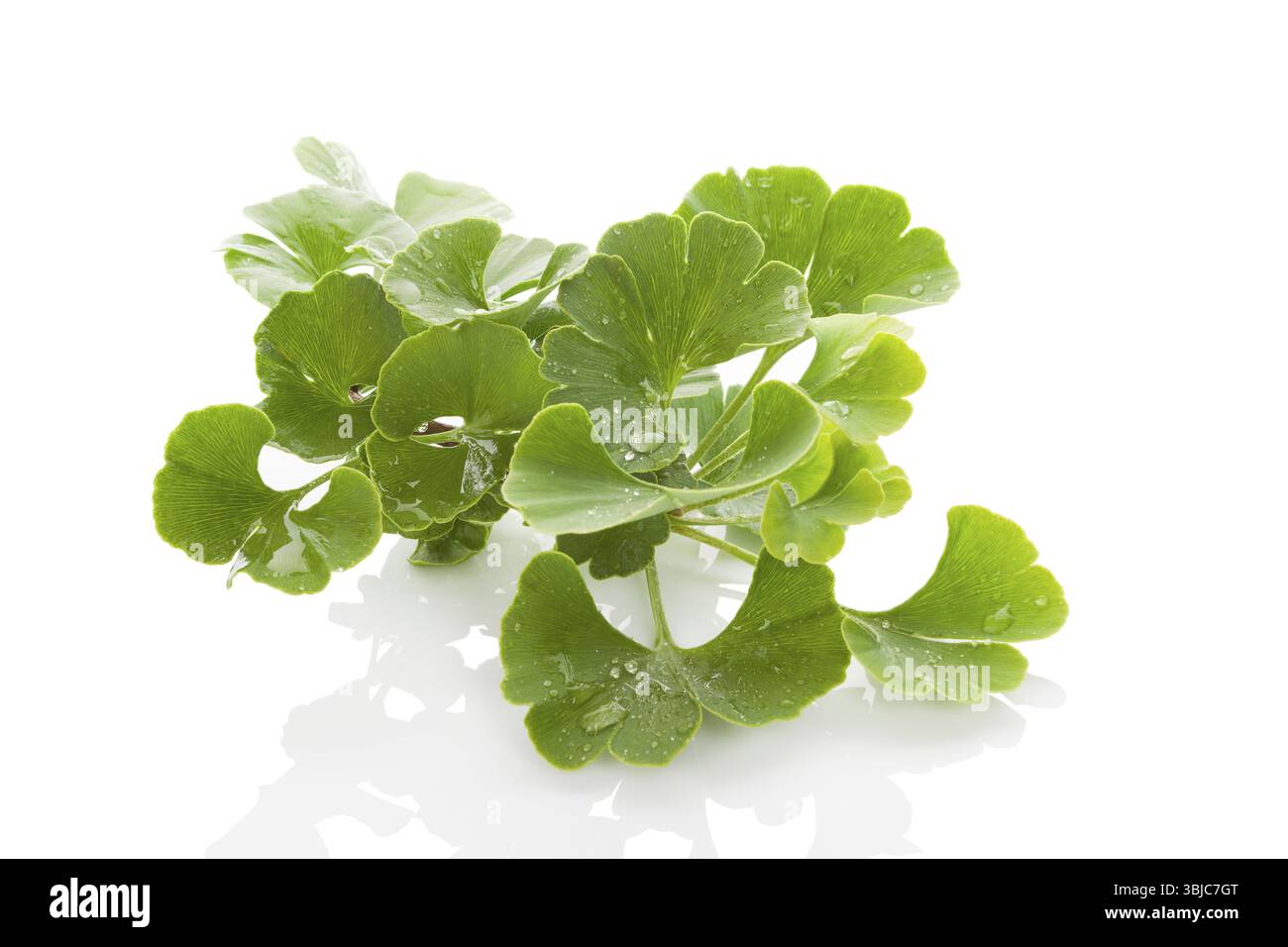 Mazzo di ginkgo biloba fresco isolato su sfondo bianco. Erbe medicinali alternative, potenziamento della memoria Foto Stock