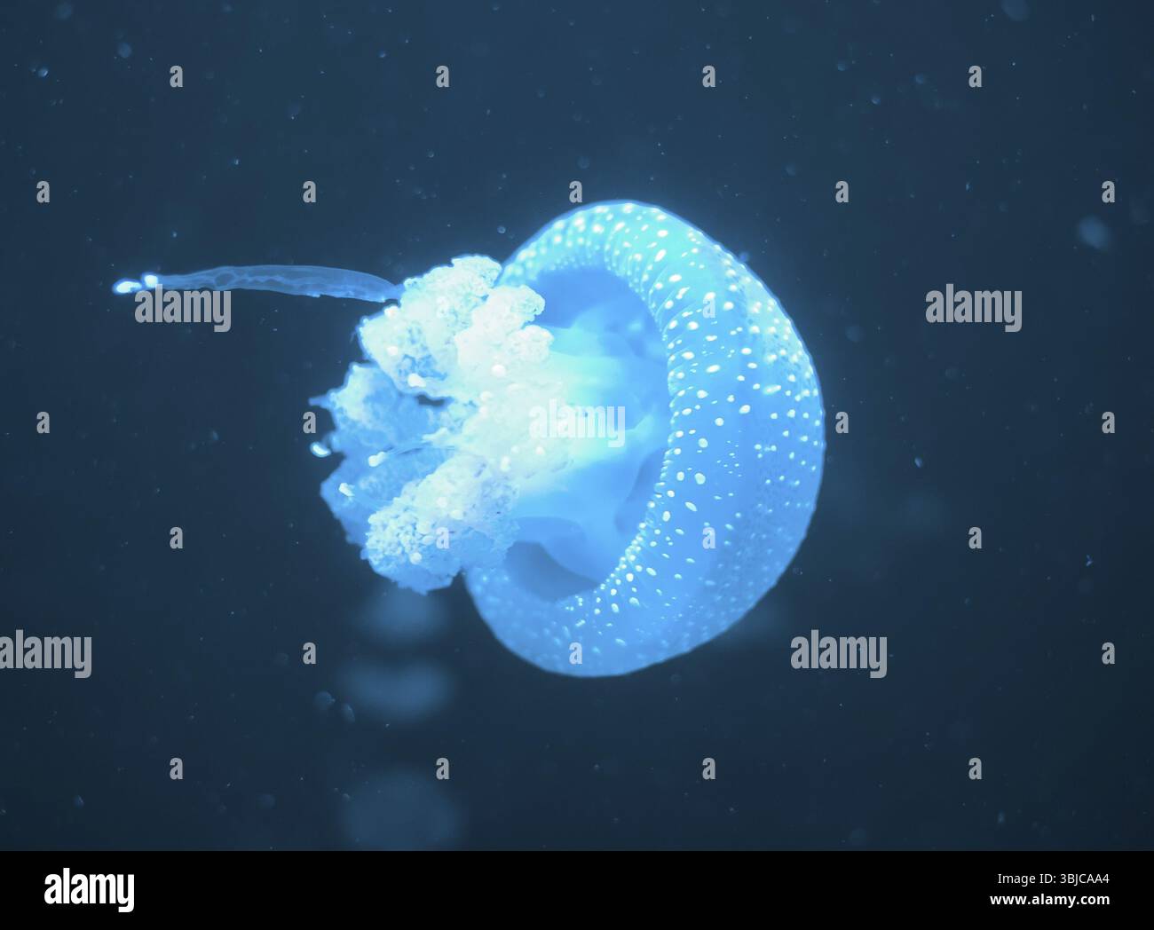 Meduse macchiate bianche in acque profonde. Phyllorhiza punctata Foto Stock