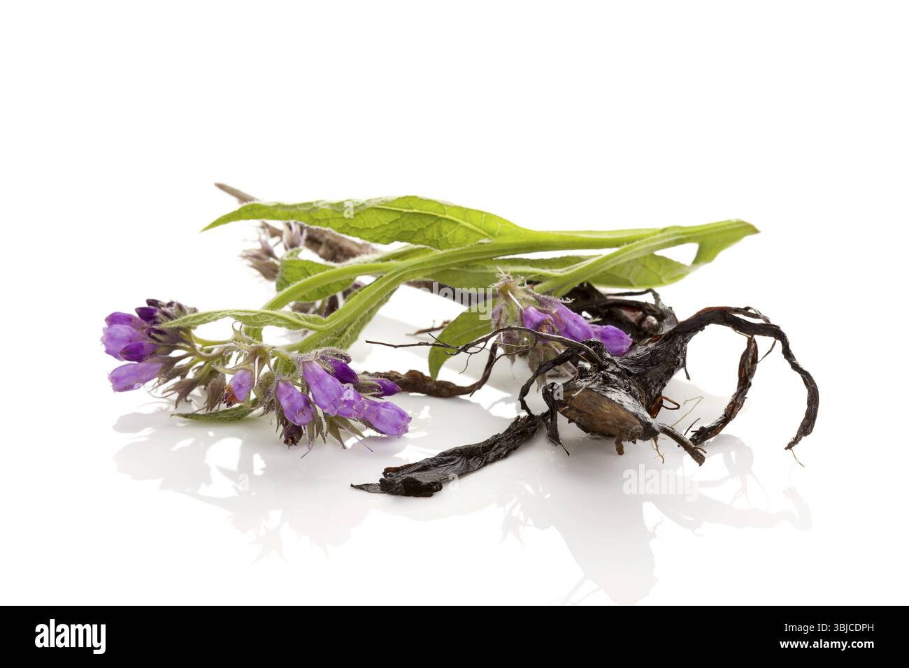 Fiore e radice Comfrey in fiore viola isolati su sfondo bianco. Pianta medicinale Foto Stock