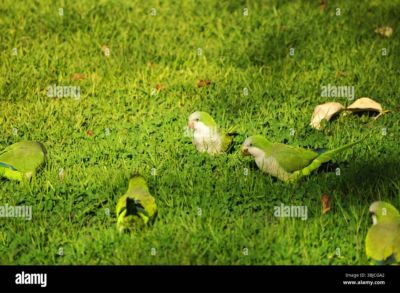Gruppo di piccoli pappagalli che mangiano Foto Stock