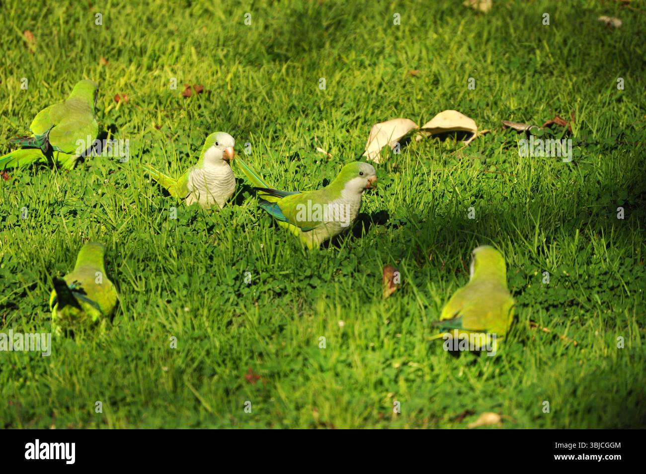 Gruppo di piccoli pappagalli in cerca di cibo nell'erba Foto Stock