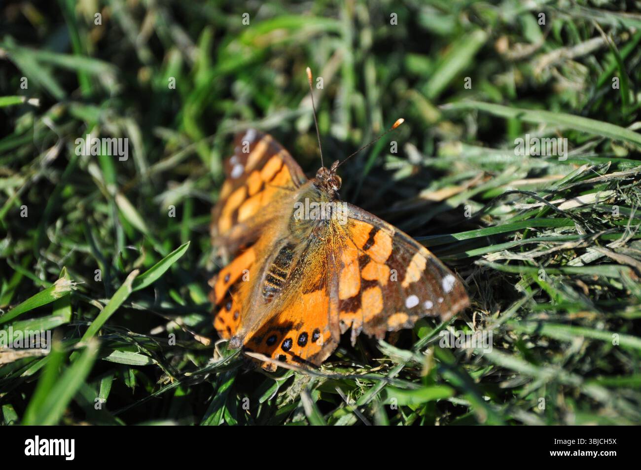 Farfalla con le sue ali danneggiate dalla fauna selvatica Foto Stock