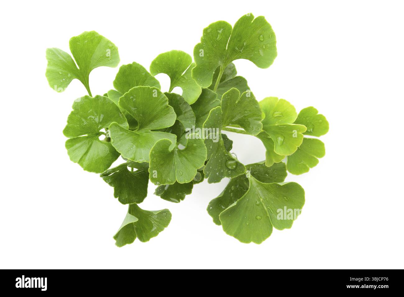 Mazzo di ginkgo biloba fresco con rugiada isolata su sfondo bianco. Erbe medicinali alternative, potenziamento della memoria Foto Stock