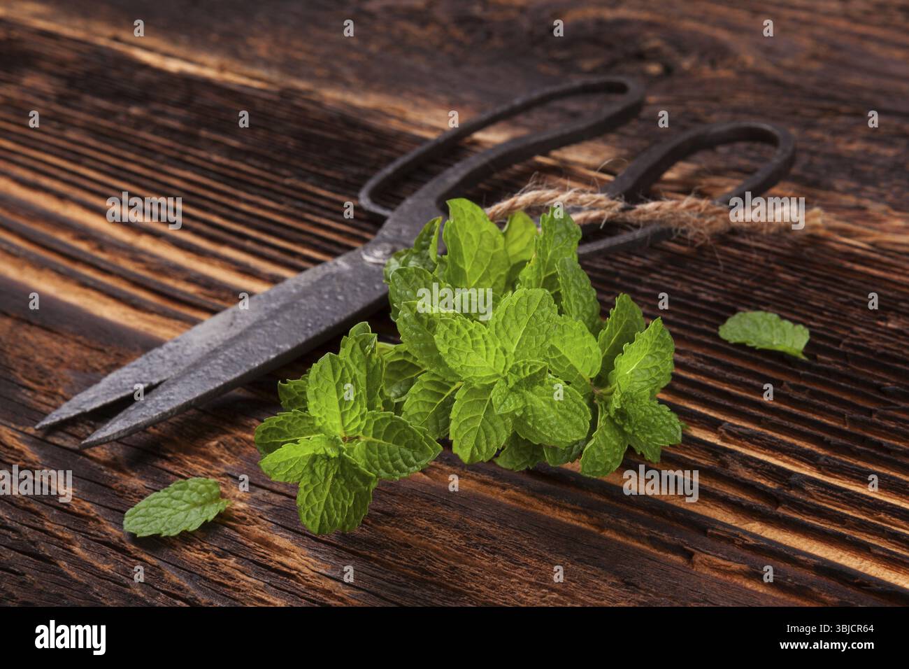 Erbe aromatiche, erbe fresche di menta su fondo rustico in legno con vecchie forbici vintage Foto Stock