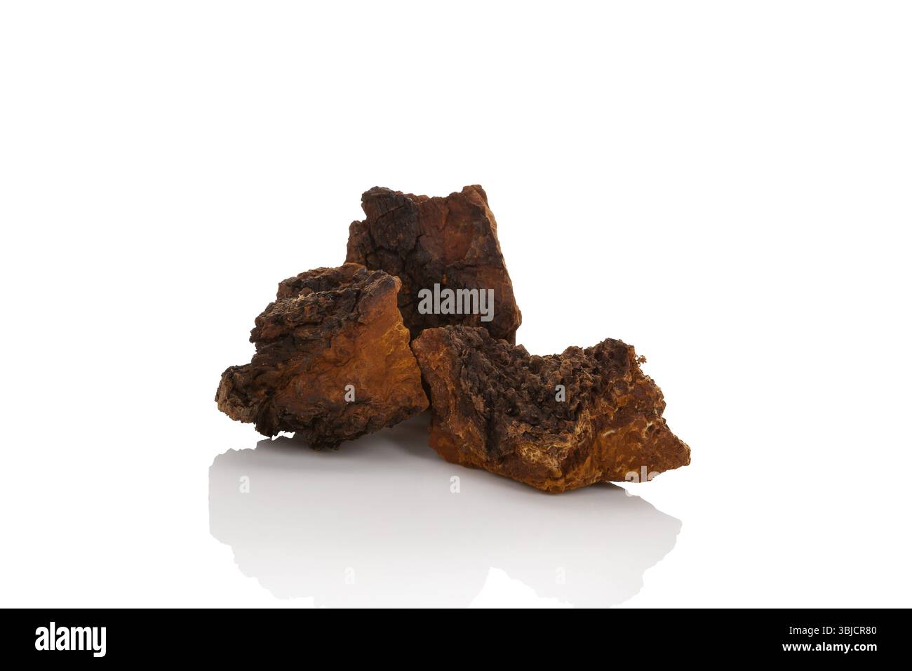 Pezzi di funghi Chaga sani isolati su sfondo bianco. Inonotus obliquus Foto Stock