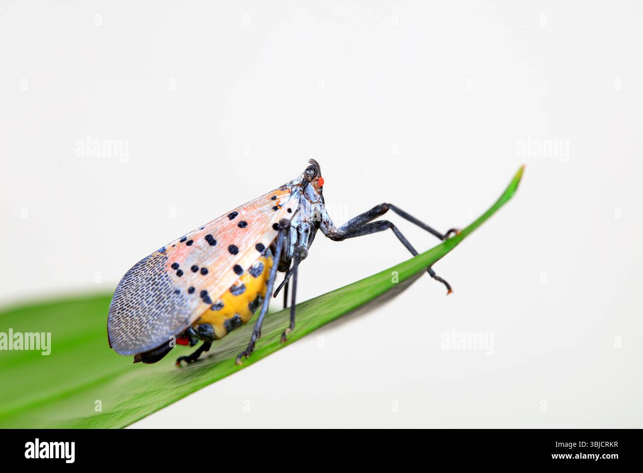 Cera cicale in natura Foto Stock