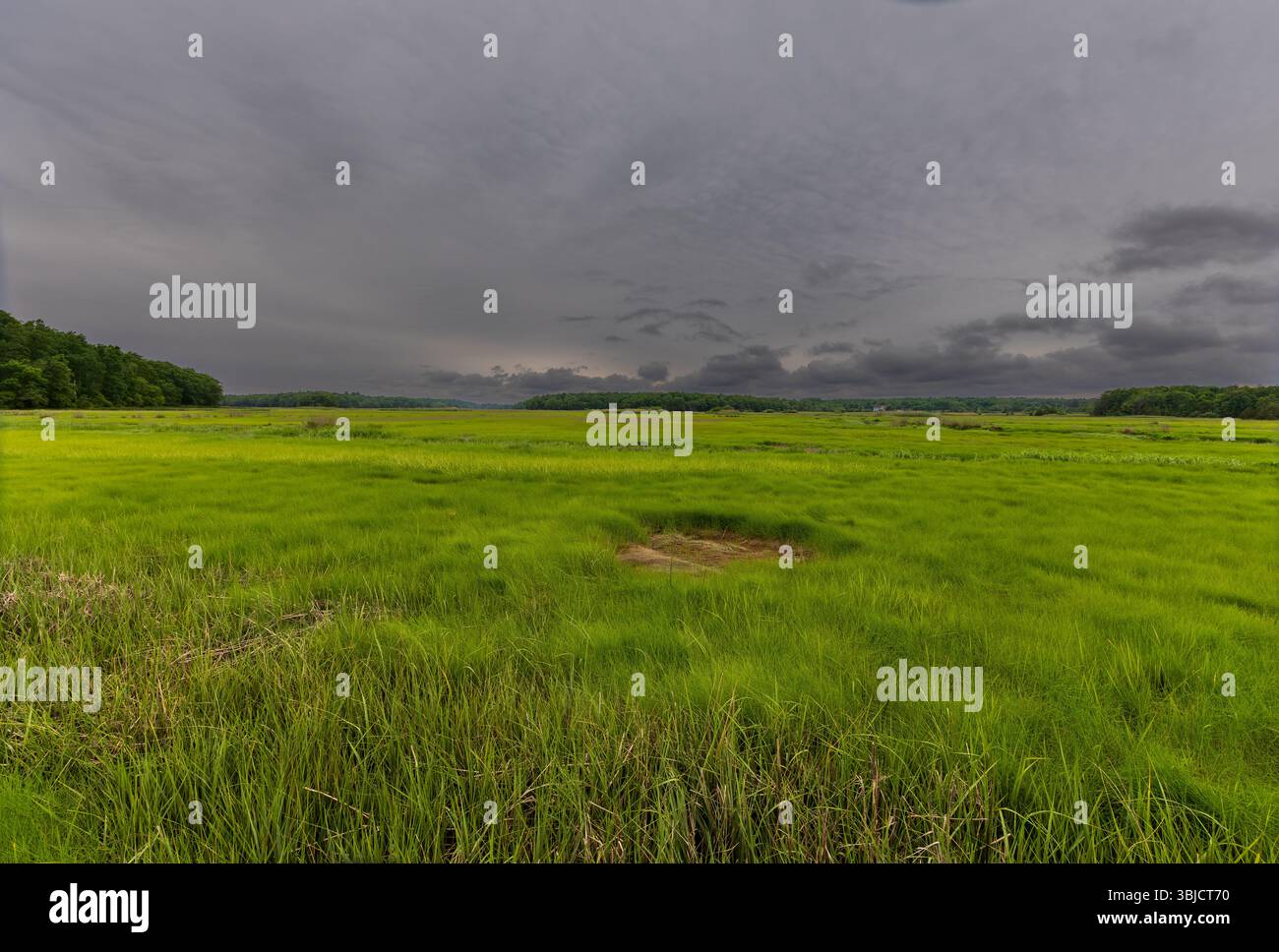 Newbury Salt Marsh - William Forward Wildlife Management area Foto Stock