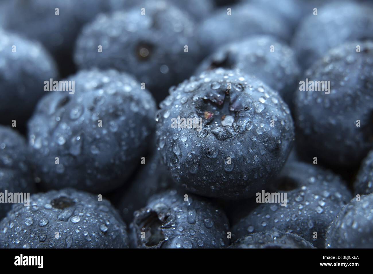 Macro shot di mirtilli freschi bagnati Foto Stock