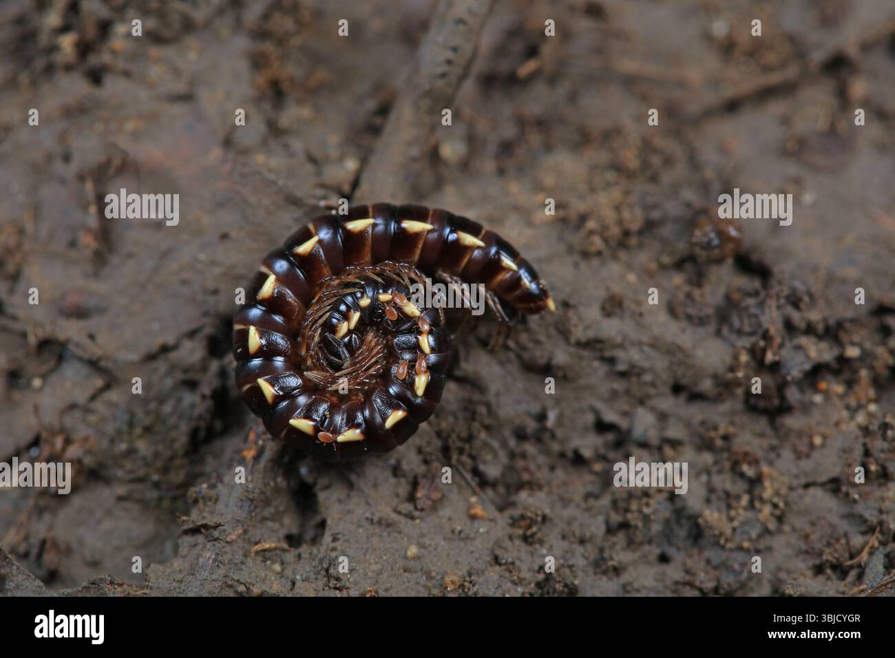 I Millipedi della classe Diptera vivono nel terreno Foto Stock